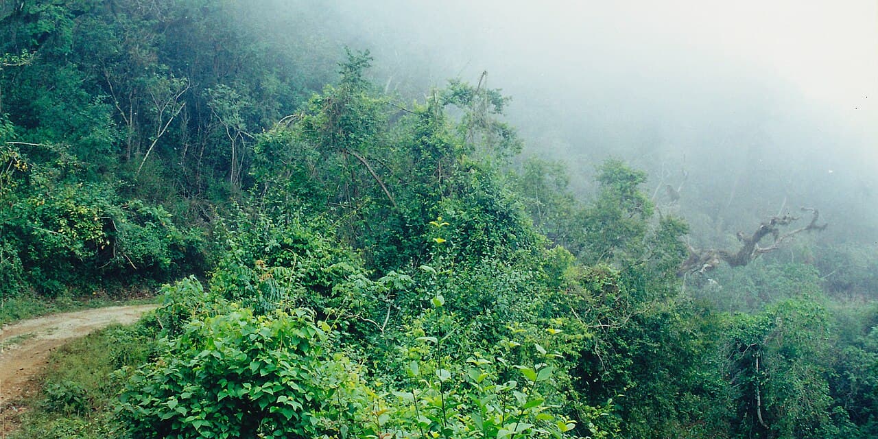 Reserva de la Biosfera El Cielo