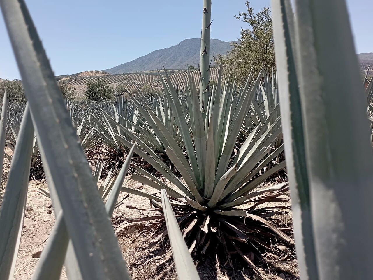 Tequila, foto 3