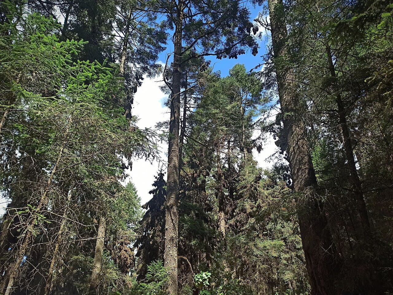 Santuarios de la Mariposa Monarca, foto 3