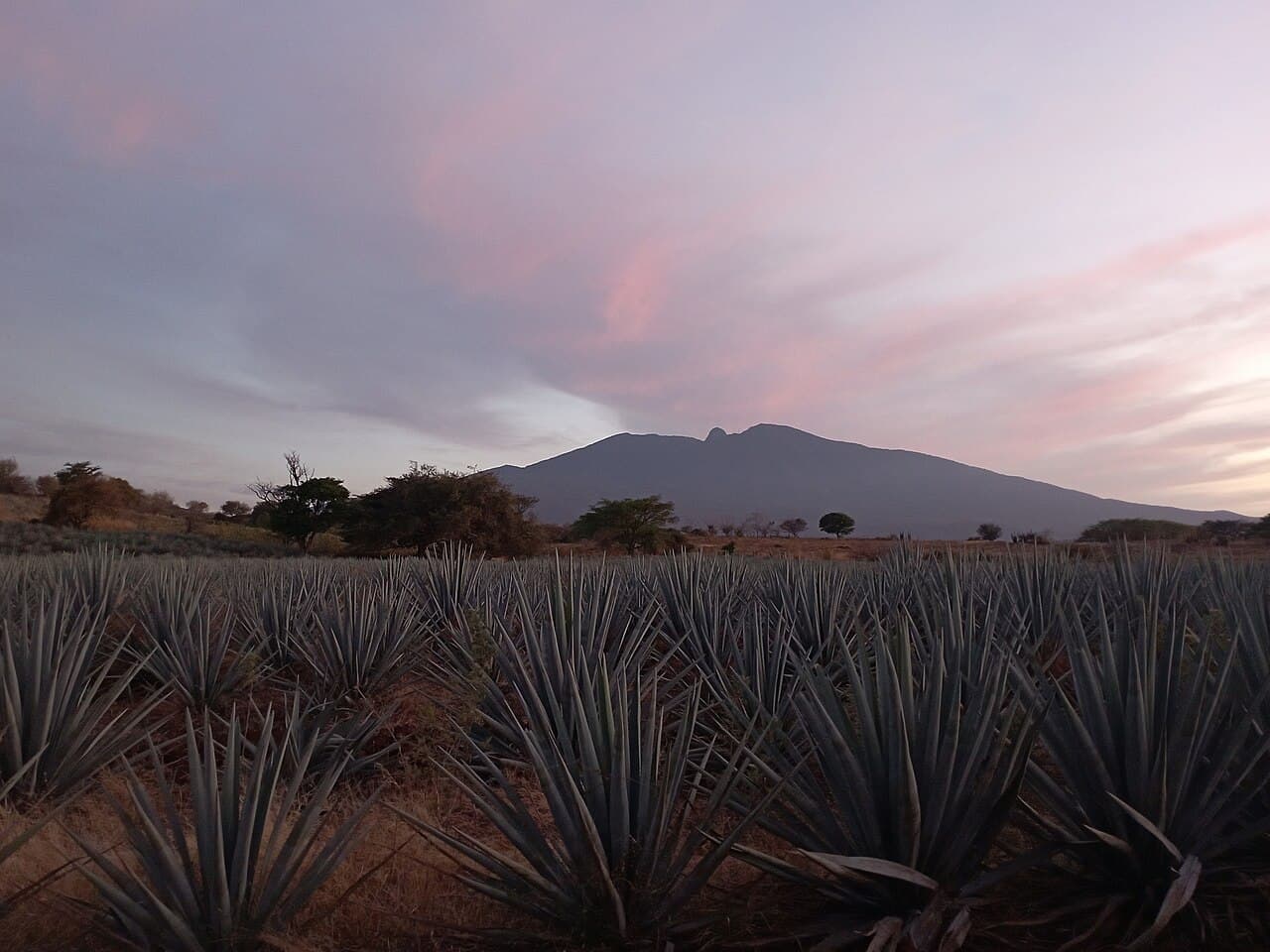 Tequila