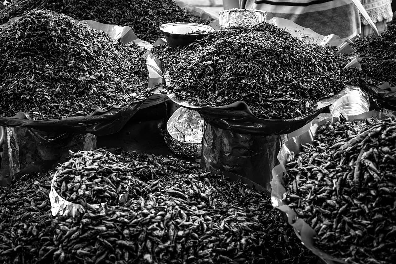 Chapulines