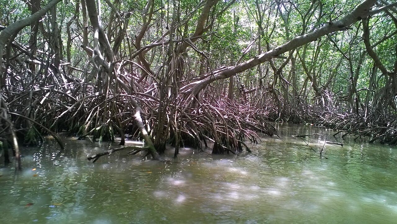 Celestún, foto 2