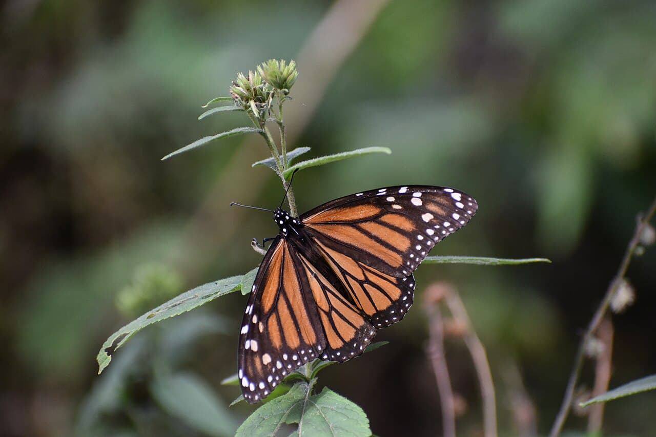 Santuarios de la Mariposa Monarca