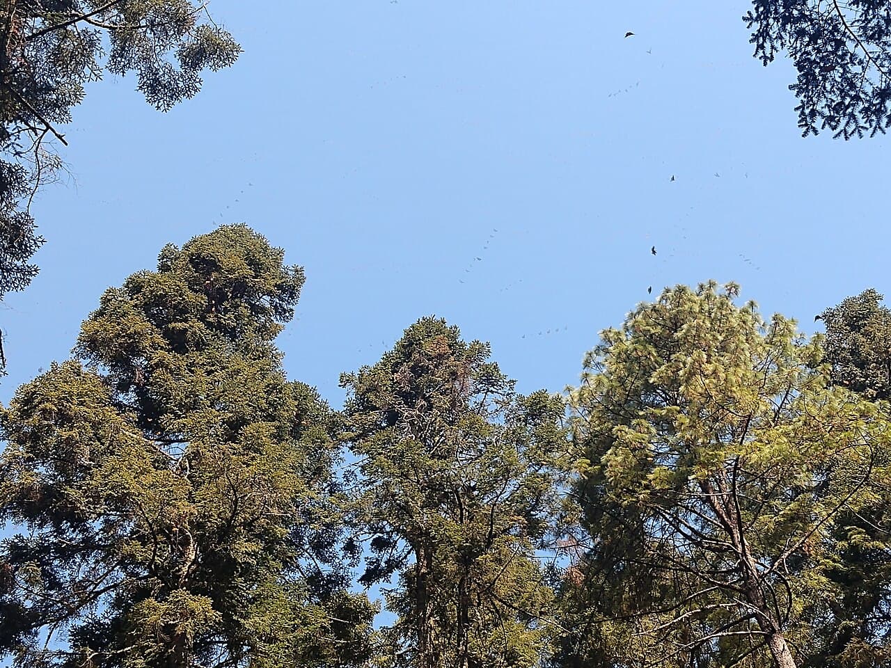 Santuarios de la Mariposa Monarca, foto 2